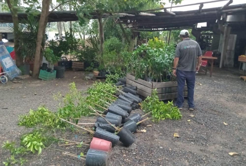 Decomiso y destrucción de 324 plantas cítricas sin documentación en Entre Ríos