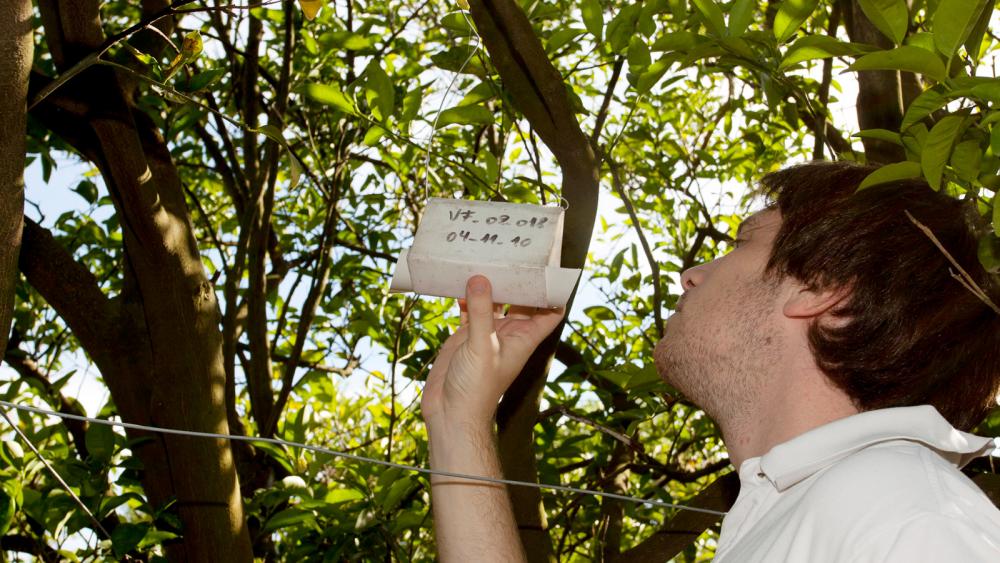 Se compartió con Perú la experiencia argentina del Programa de Mosca de los Frutos